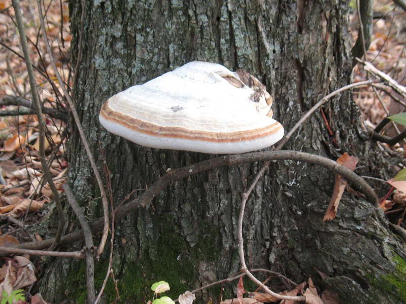 Fomes fomentarius (L.) Fr.