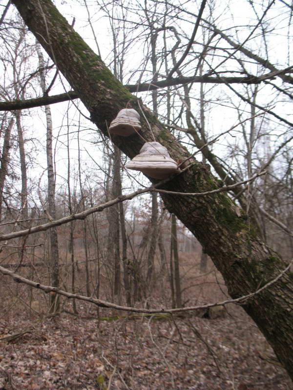 Трутовик настоящий, Fomes fomentarius…