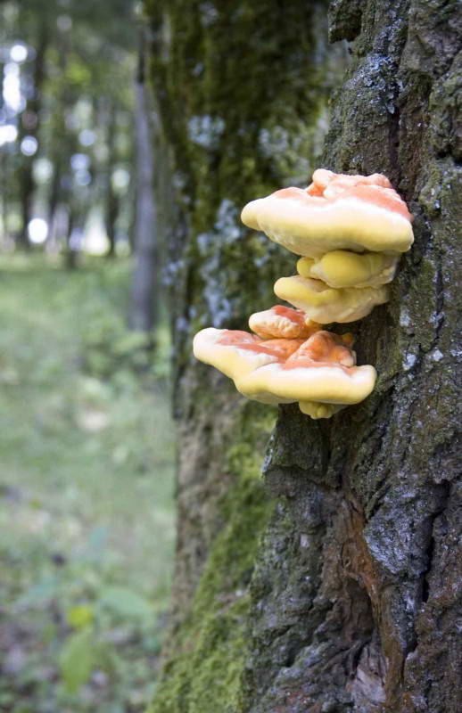 Трутовик сірчано-жовтий, Laetiporus…