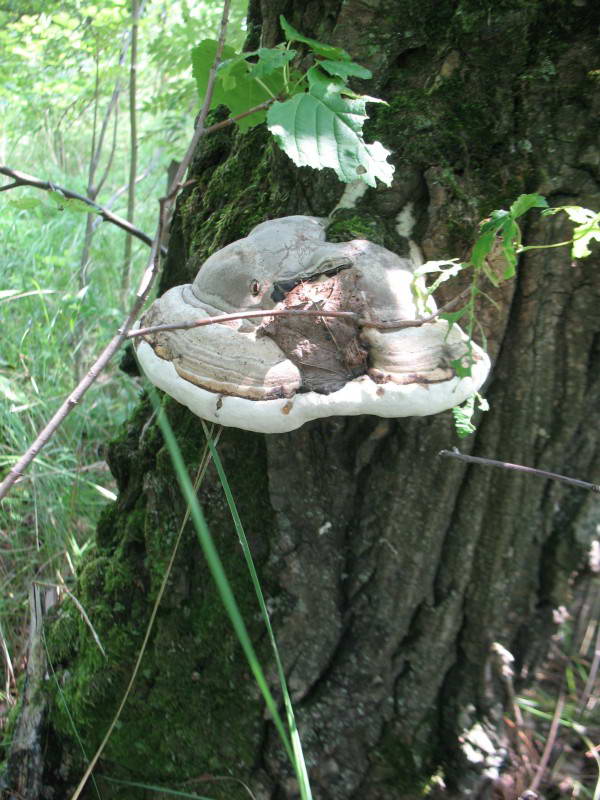 Fomes fomentarius (L.) Fr.