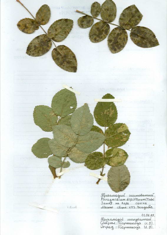 Phragmidium mucronatum (Pers.)…
