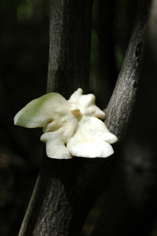 Polypore, Basydiomycota