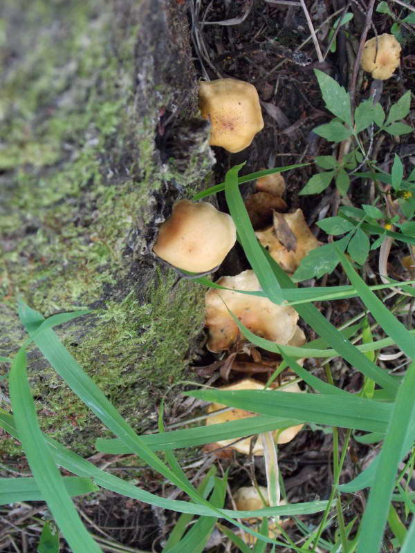 Mushroom, Basydiomycota