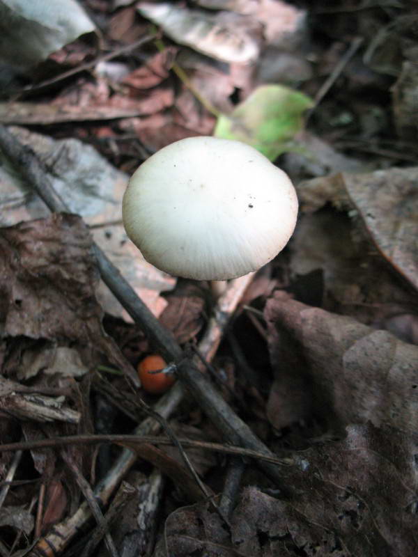 Psathyrella candolleana (Fr.) Maire