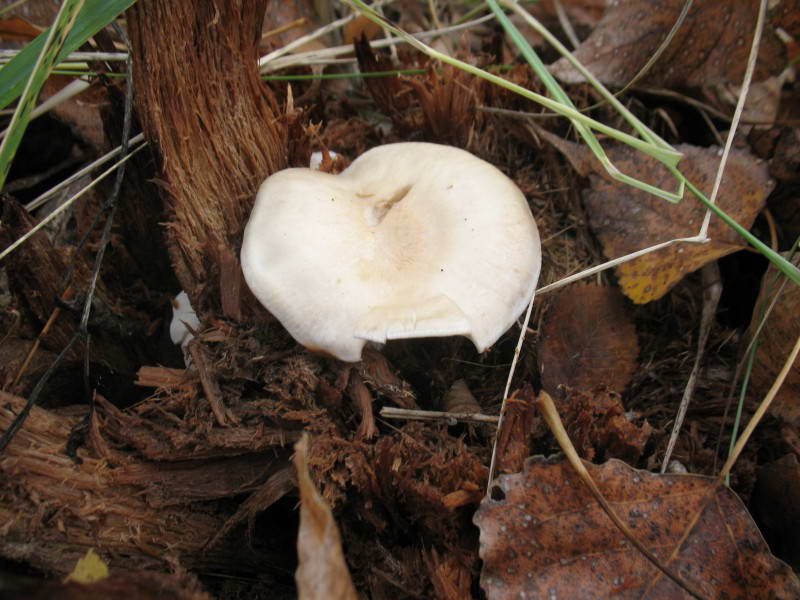 Mushroom Basydiomycota