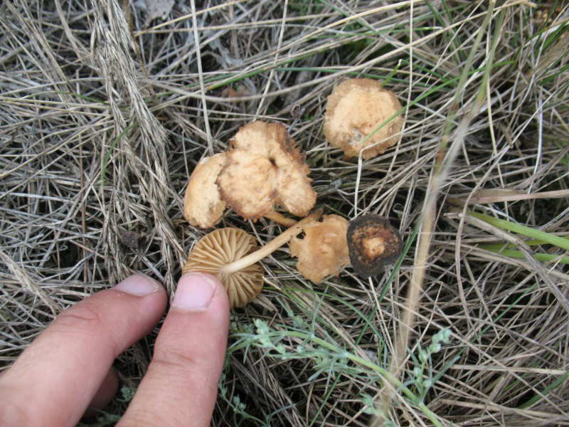 Mushroom, Basydiomycota