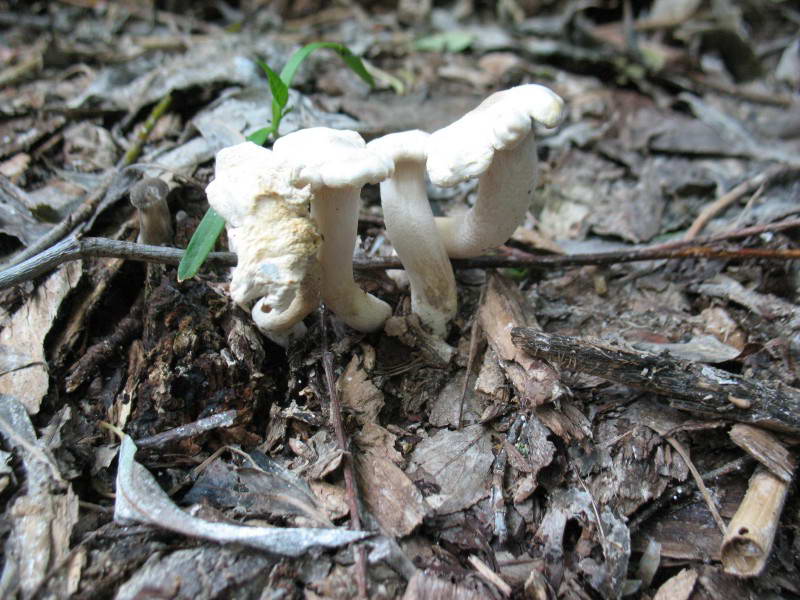 Mushroom, Basydiomycota