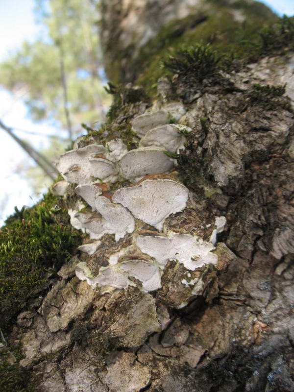 Oxyporus populinus (Schumach.) Donk,…