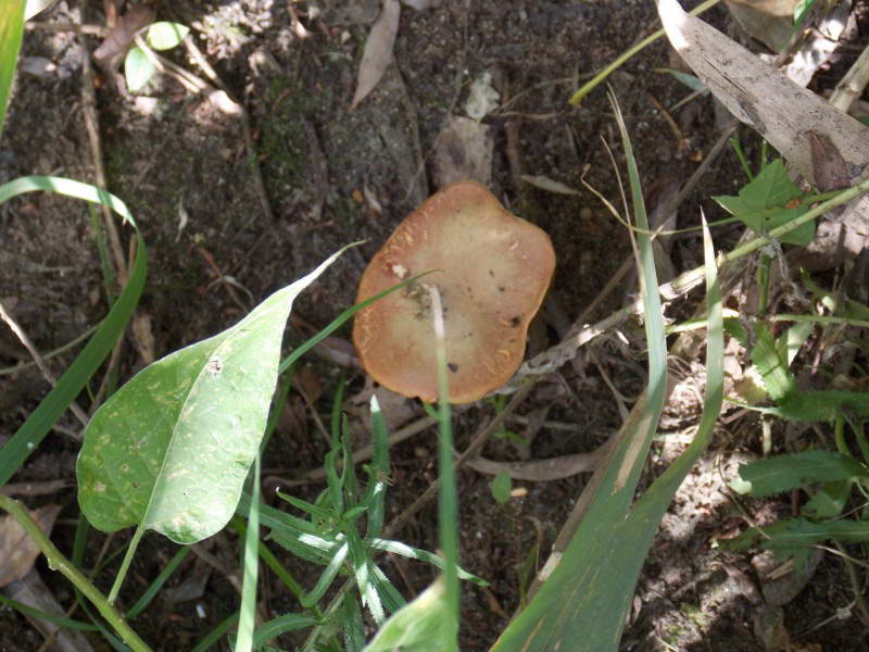 Mushroom, Basydiomycota