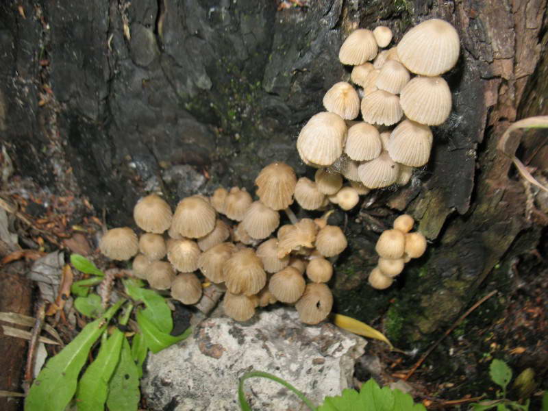 Гнойовик розсіяний, Coprinellus…