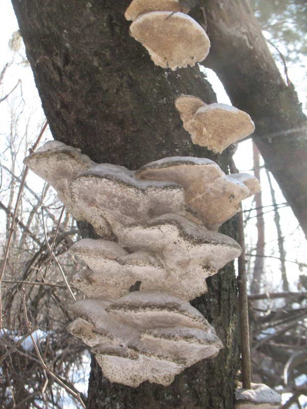 Trametes suaveolens (L.) Fr.