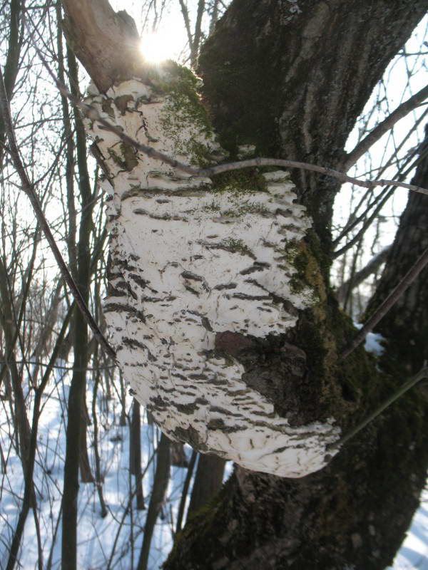 Oxyporus populinus (Schumach.) Donk