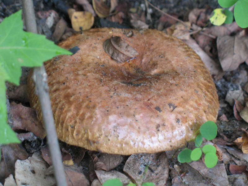 Paxillus involutus