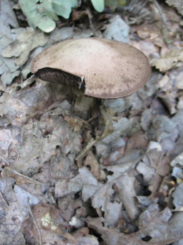 Mushroom, Basydiomycota
