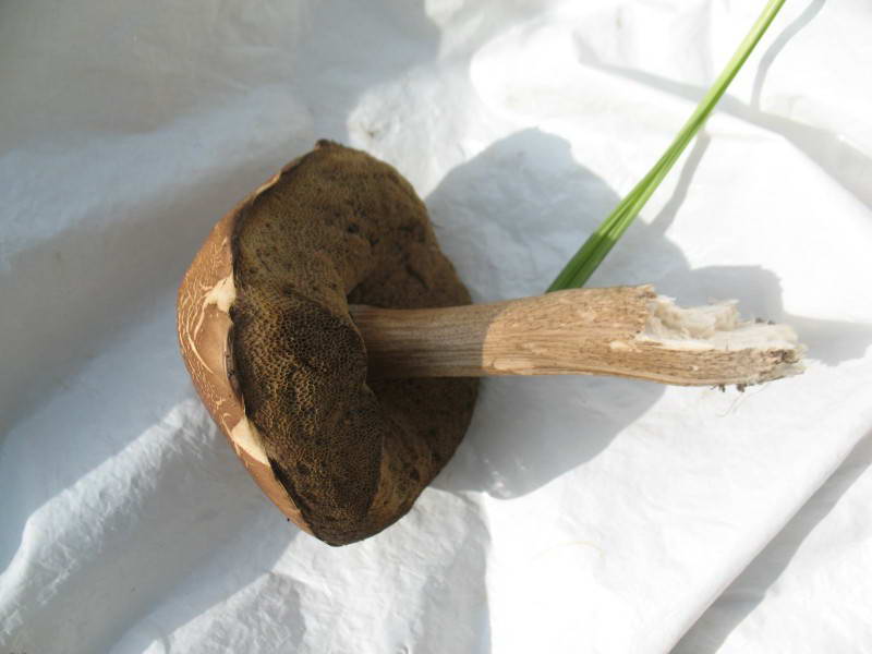 Leccinum scabrum