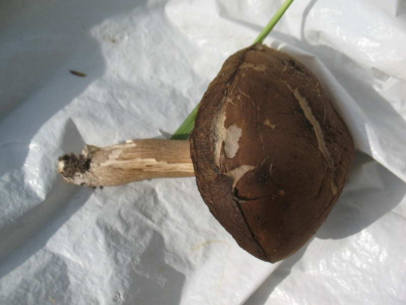 Mushroom Basydiomycota