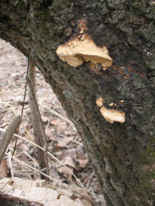 Polypore, Basydiomycota