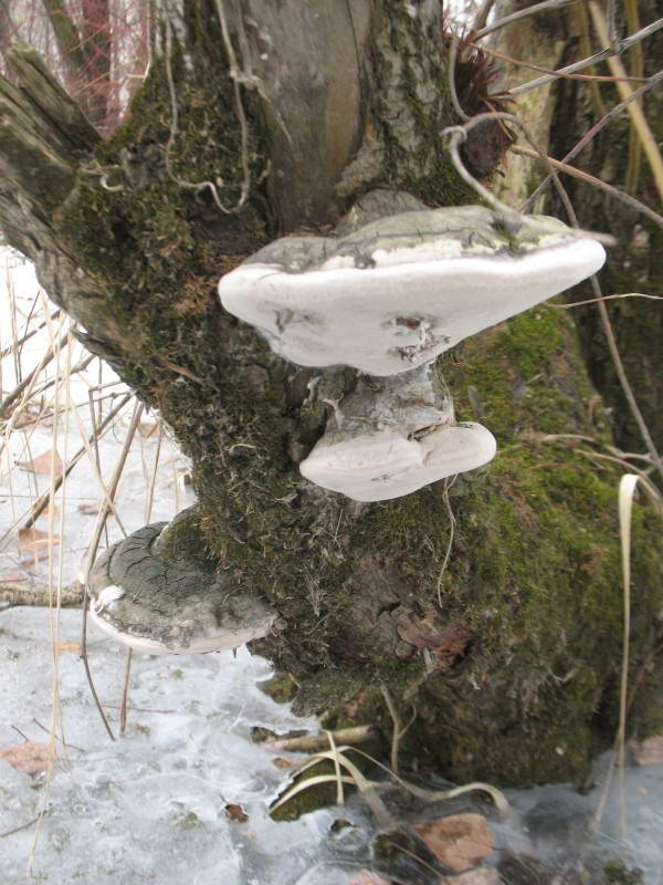 Mushroom Basydiomycota