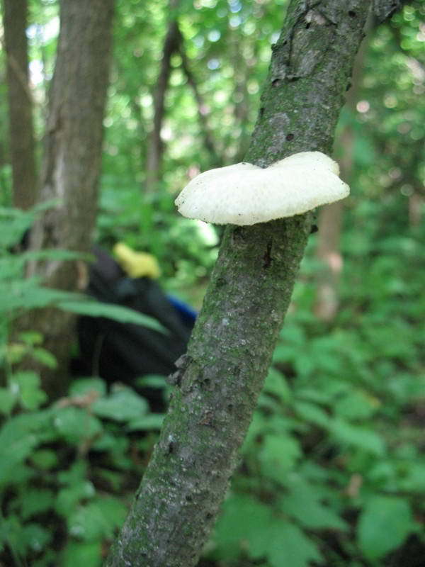 Polyporus alveolaris (DC.) Bondartsev…