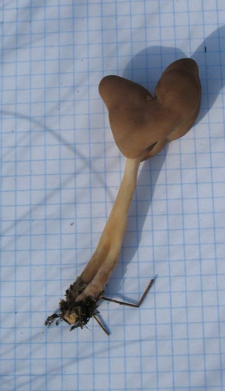 Helvella elastica Bull., Piestrzyca…