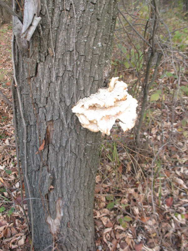 Laetiporus sulphureus (Bull.) Murrill