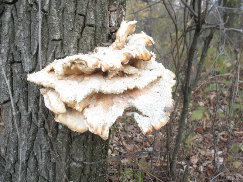 Трутовик сірчано-жовтий, Laetiporus…