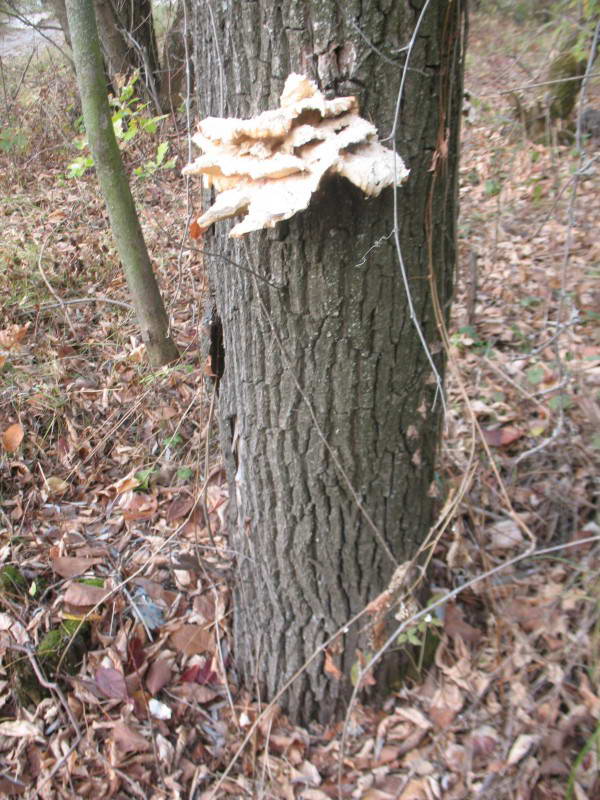 Трутовик сірчано-жовтий, Laetiporus…