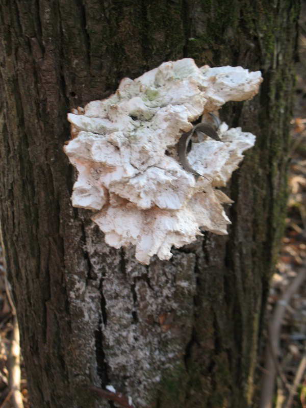 Трутовик сірчано-жовтий, Laetiporus…