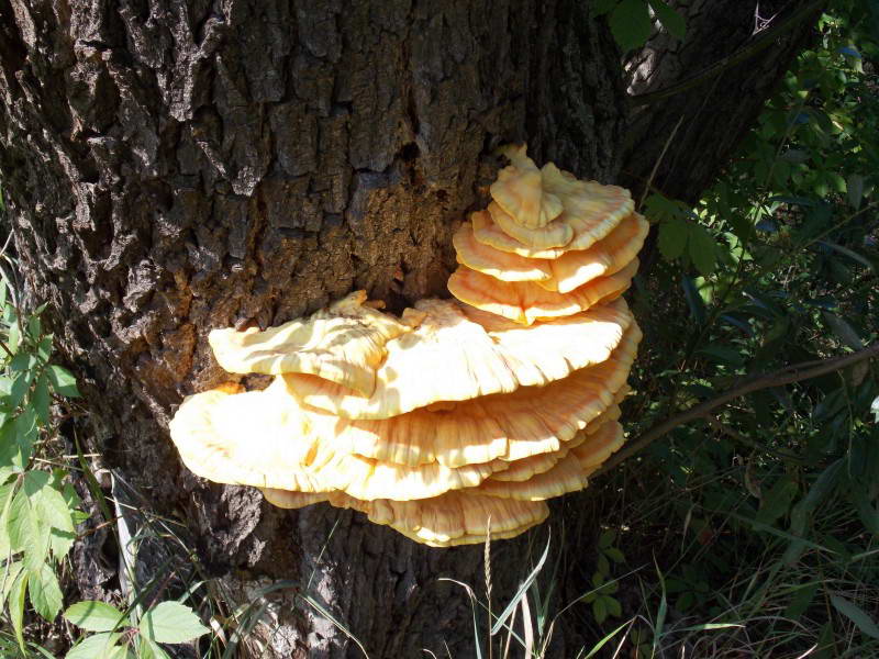 Трутовик сірчано-жовтий, Laetiporus…