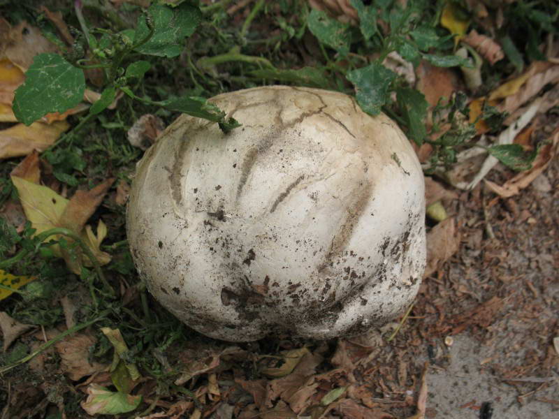 Langermania gigantea, Calvatia…