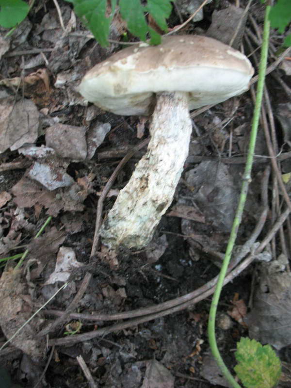 Подберезовик белый, Leccinum holopus…
