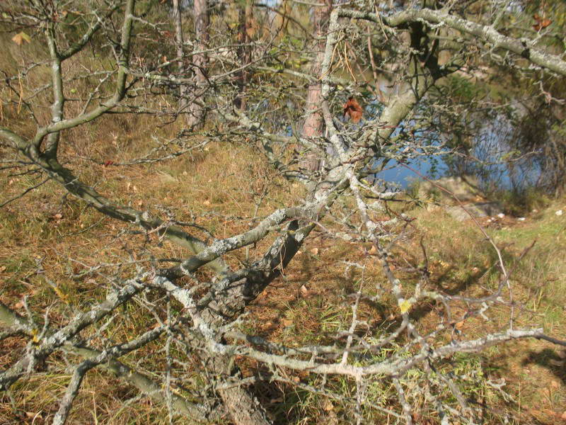 Лишайники, Lichenes, острів Долобецький