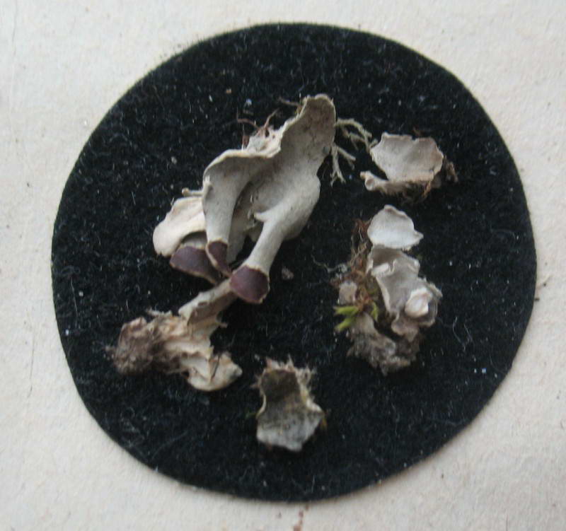 Lichen Peltigera sp.