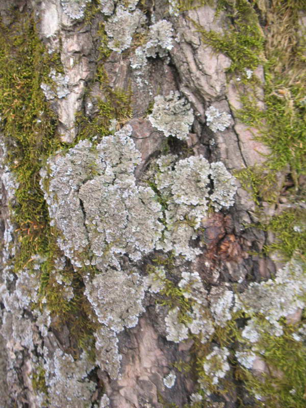 Parmelina tiliacea (Hoffm.) Hale