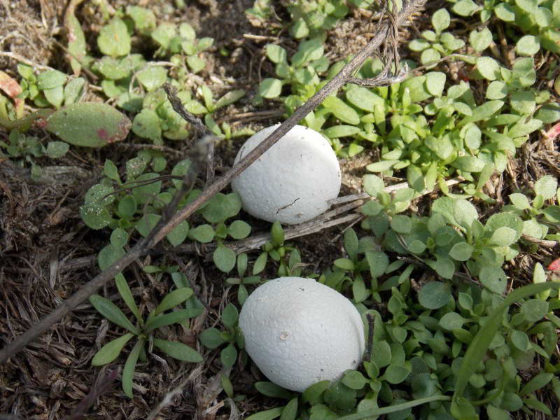 Дождевик, Lycoperdon, остров Вальковский