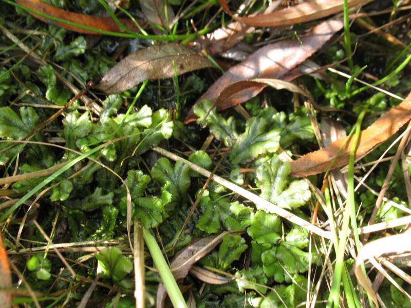 Marchantia polymorpha L.