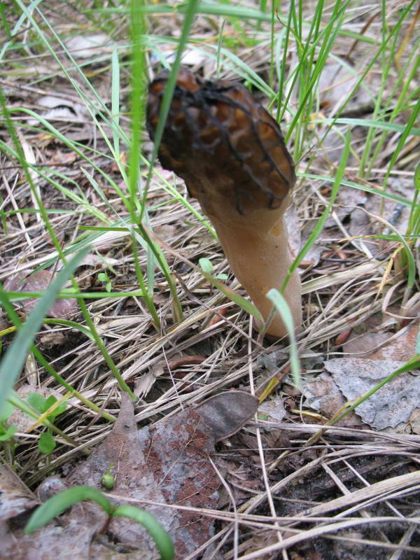 Зморшок їстівний, Morchella esculenta…