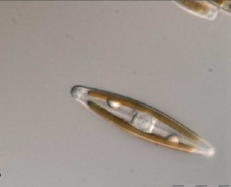 Navicula sp.