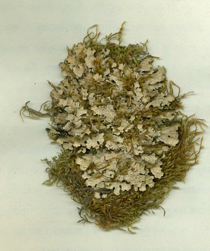 Пармелия бороздчатая, Parmelia sulcata…