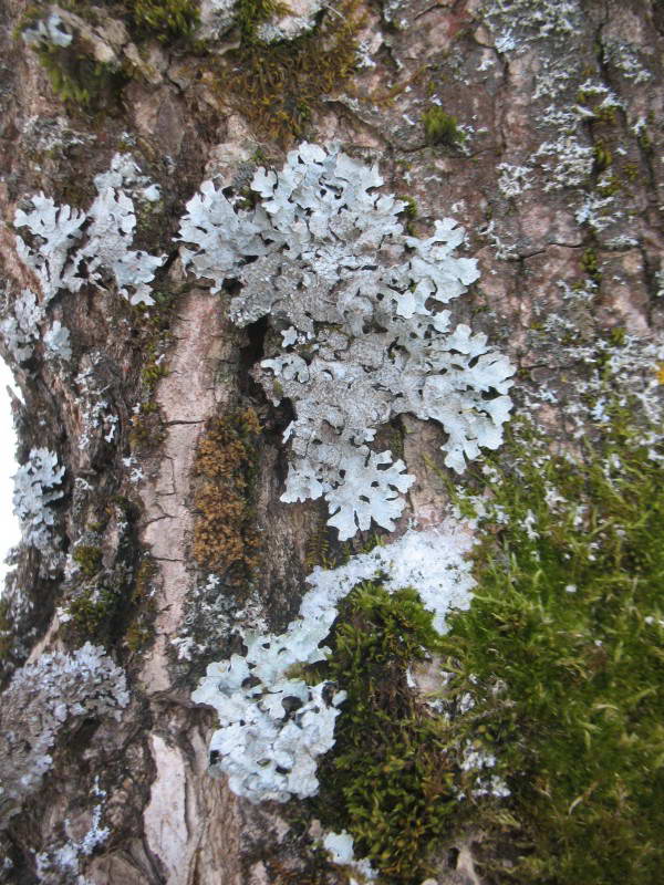 Parmelia sulcata Taylor