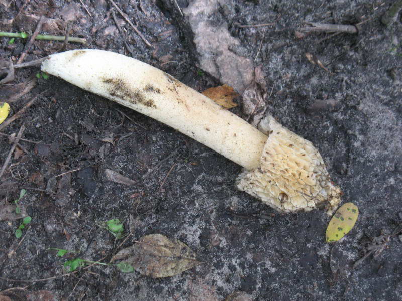 Phallus hadriani Vent.