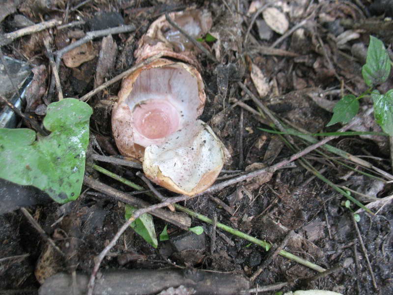 Веселка фіолетова, Phallus hadriani