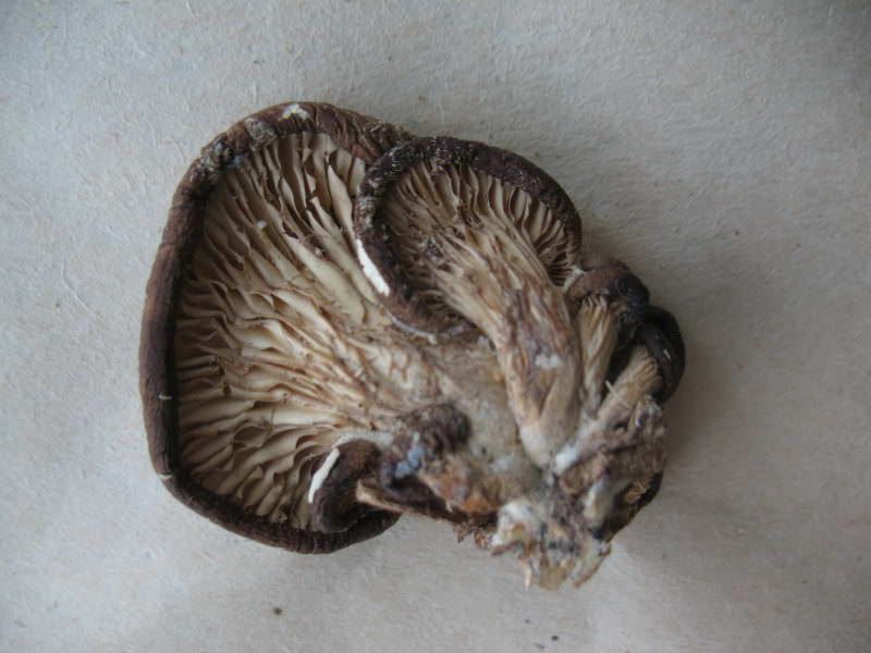 Oyster Mushroom, Pleurotus ostreatus…