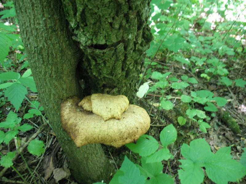 Трутовик лускатий, Polyporus squamosus…