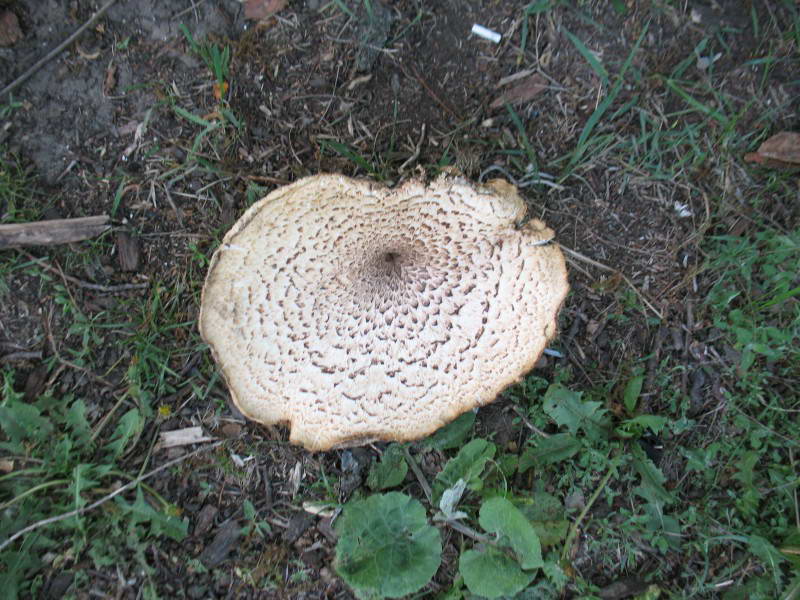 Polyporus squamosus (Huds.) Fr.