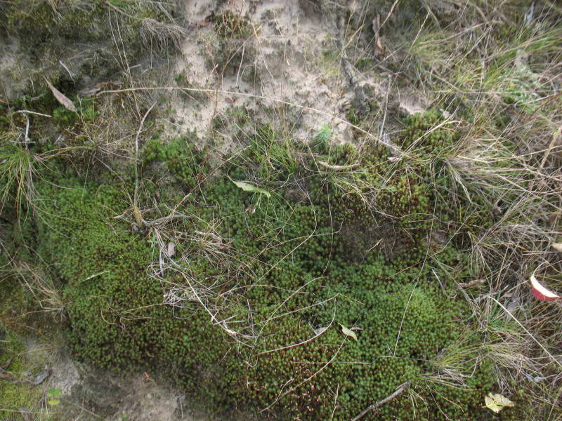 Polytrichum piliferum Hedw.