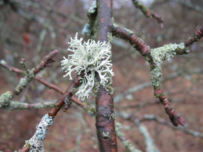 Эверния сливовая, Evernia prunastri…