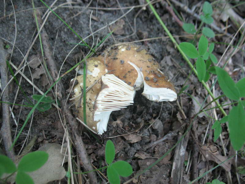 Сыроежка, Russula