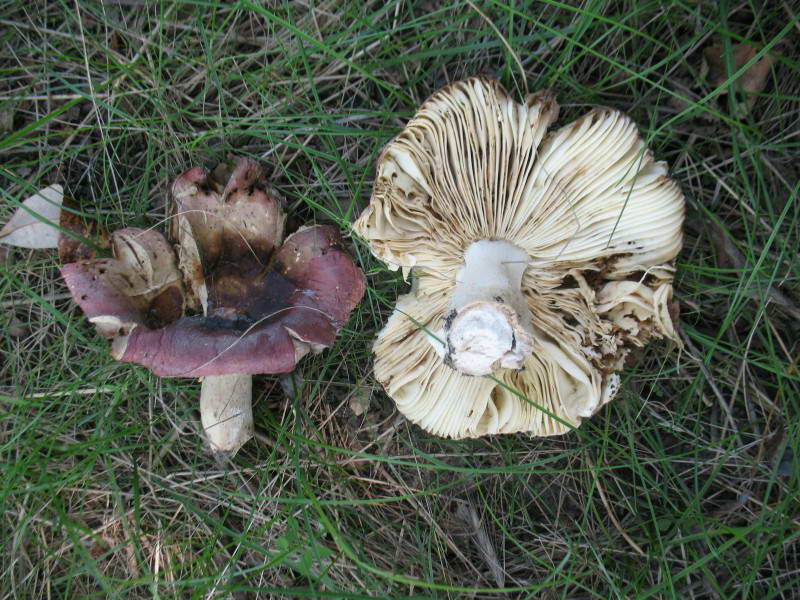 Сыроежка, Russula