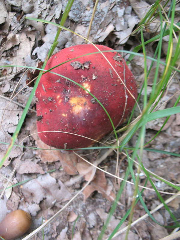 Сыроежка, Russula, Остров Труханов